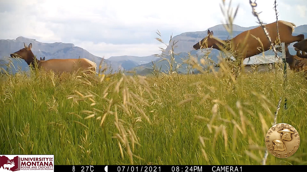 15_-_elk_fence_crossing.jpg