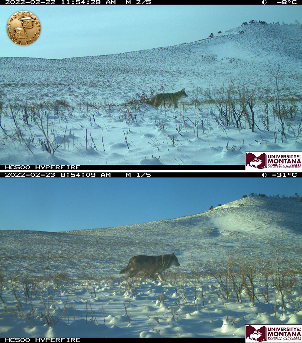 2-coyote-wolf.jpg