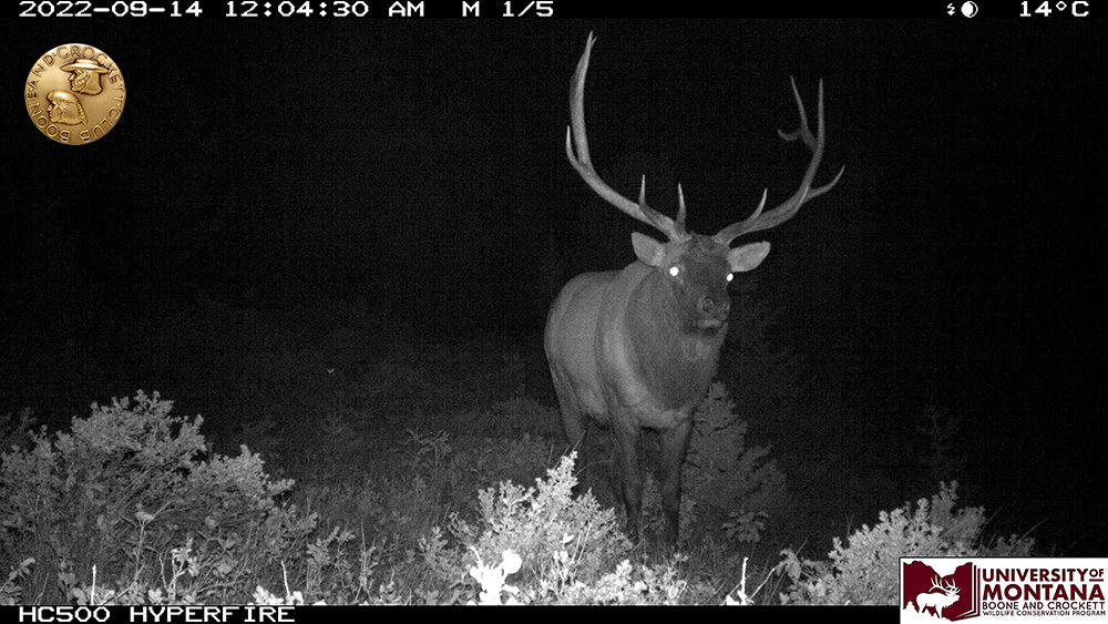 2-elk.jpg