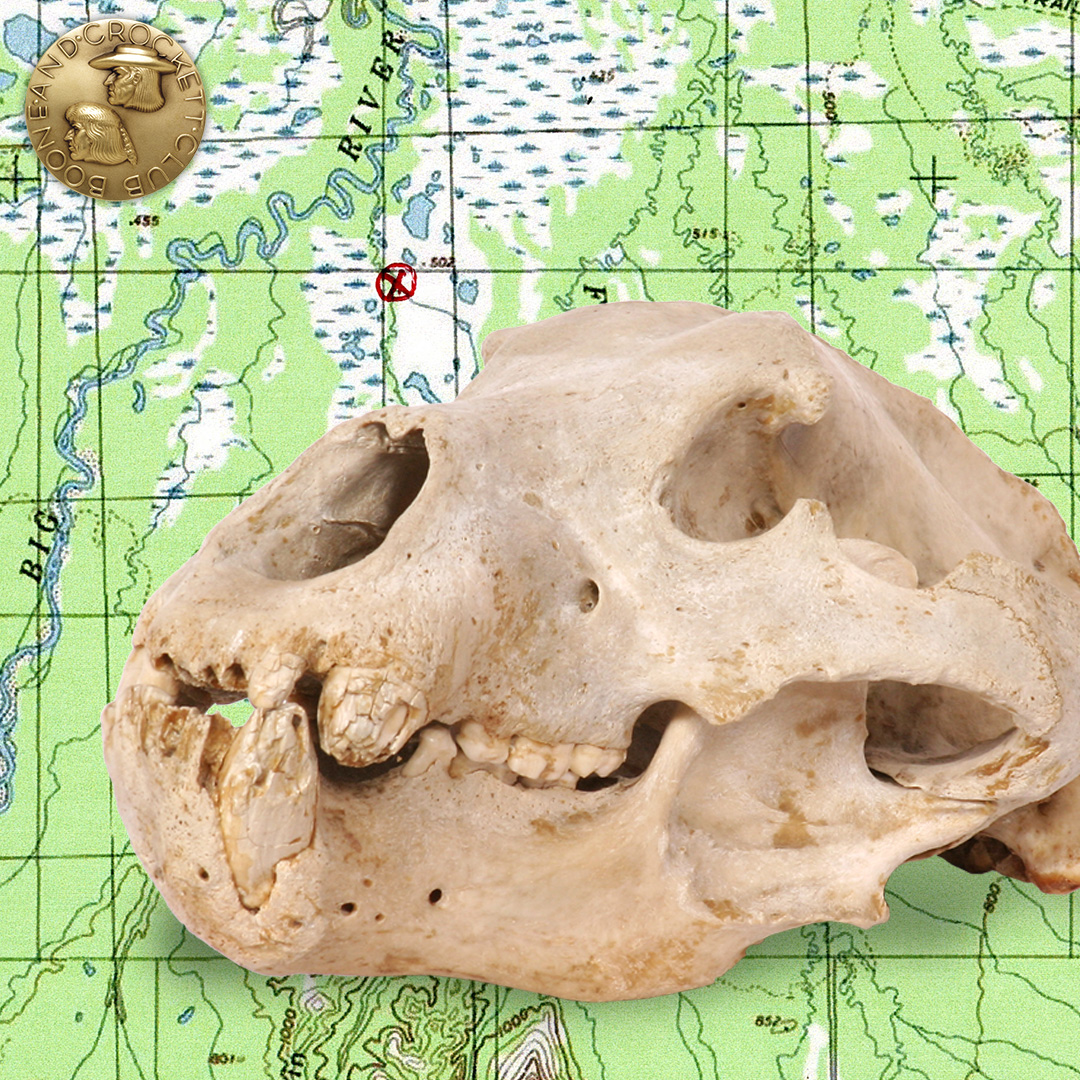 2-pickedup-grizzly-ig.jpg