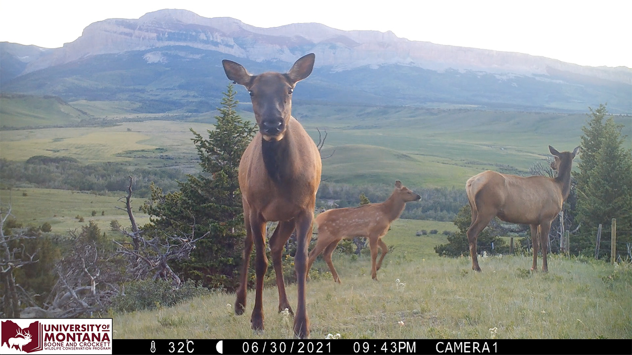 2_-_elksniffingcamera_-_screenshot.jpg