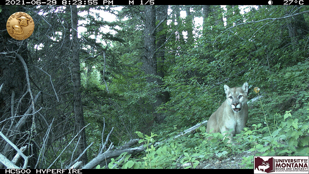 3-mountainlion-mouthbreather-medallion.jpg