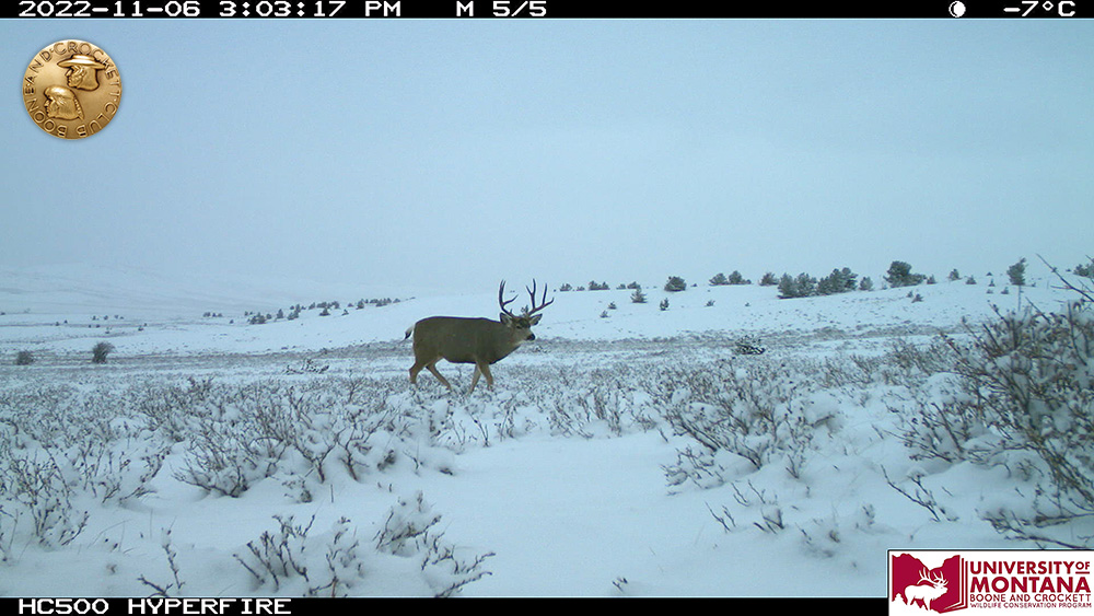 4-muledeer.jpg
