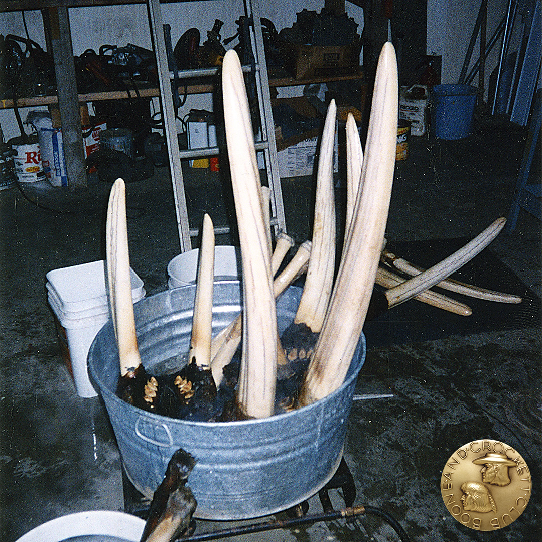 4-pickedup-walrus.jpg