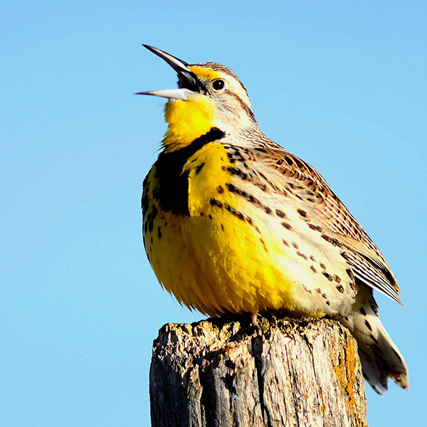 4-westernmeadowlark-creditrickbohn.jpg