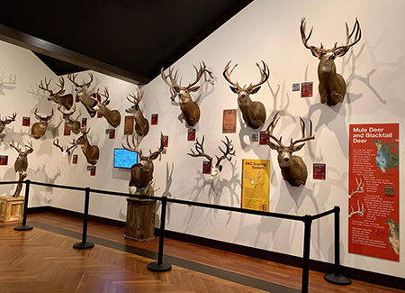 5-7-2019-30th-mule-deer.jpg
