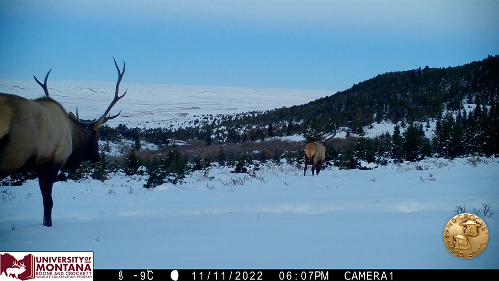 5-elk-bullelkduo.jpg