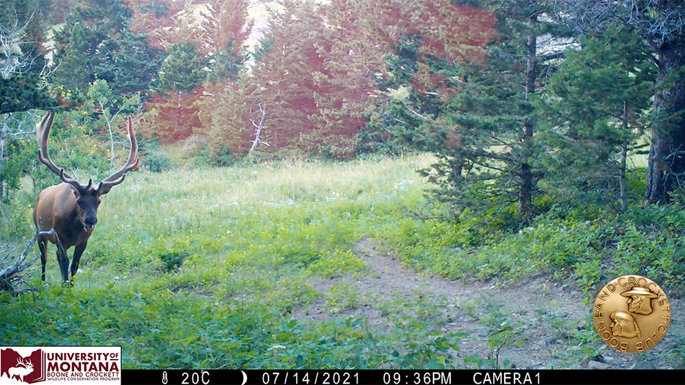 5_-_bull_elk.jpg
