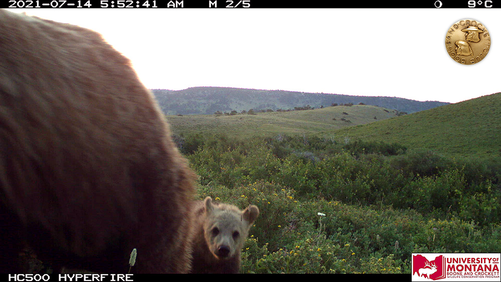 6-grizzly-babybear-withmedallion.jpg