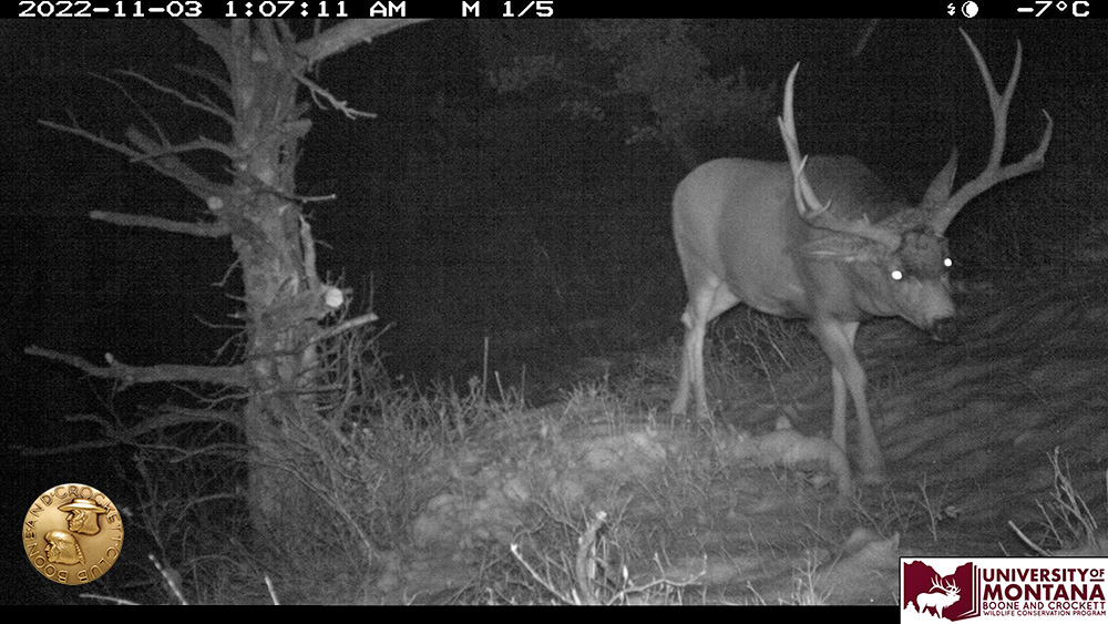 6muledeer.jpg
