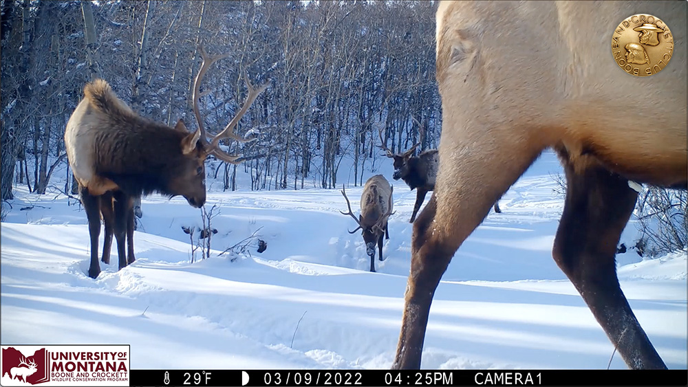 7-coldbulls.jpg