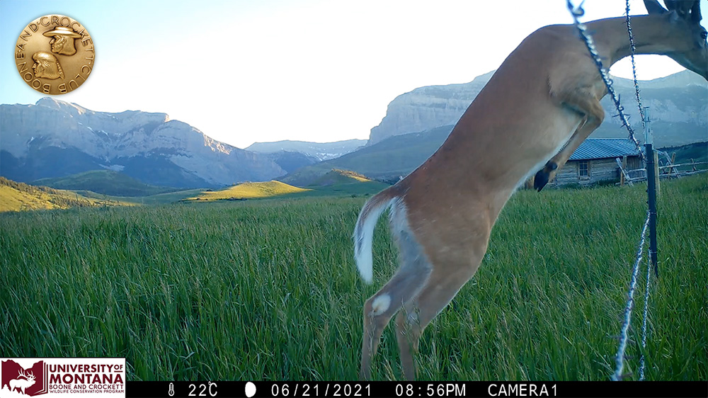 7-deerfencejumper.jpg