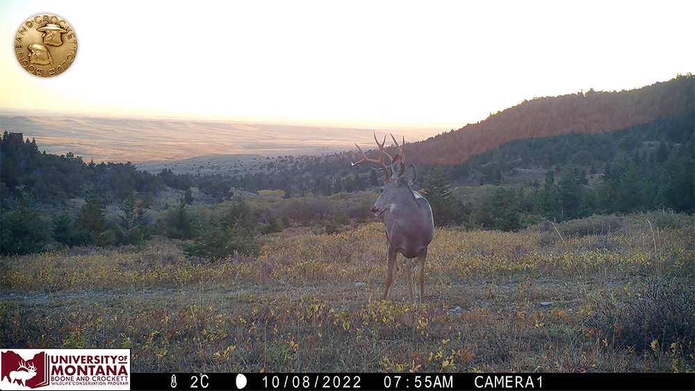 7-muledeer-buck.jpg