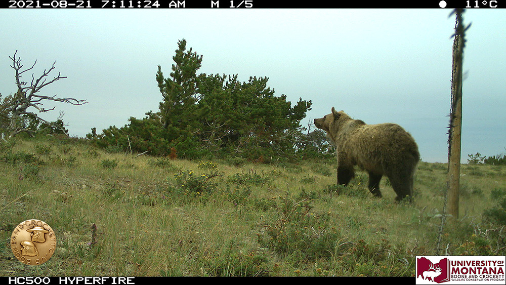 8-grizzly-sniffingthewind-medallion.jpg