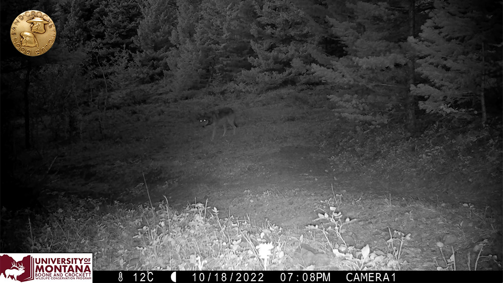 8wolf-screenshot.jpg