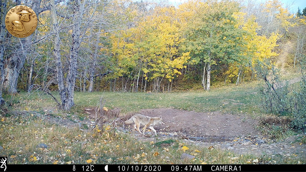 9-2021_13-coyotedrinking-wp.jpg