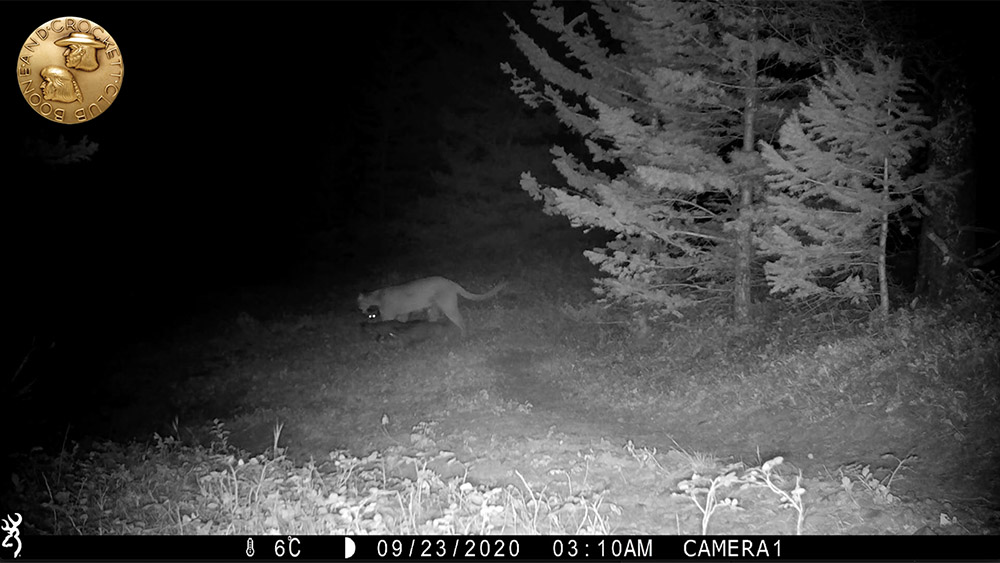 9-2021_2-mountainlion3cubs-wp.jpg