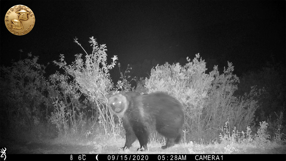 9-2021_3-camerashygrizzly-wp.jpg