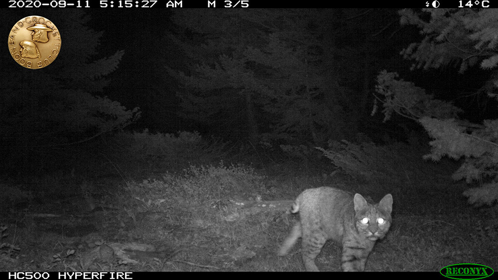 9-2021_5-bobcat-wp.jpg
