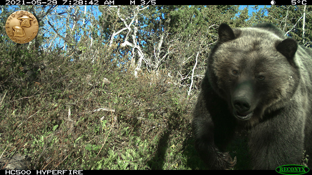 9-2021_6-massivegriz-wp.jpg