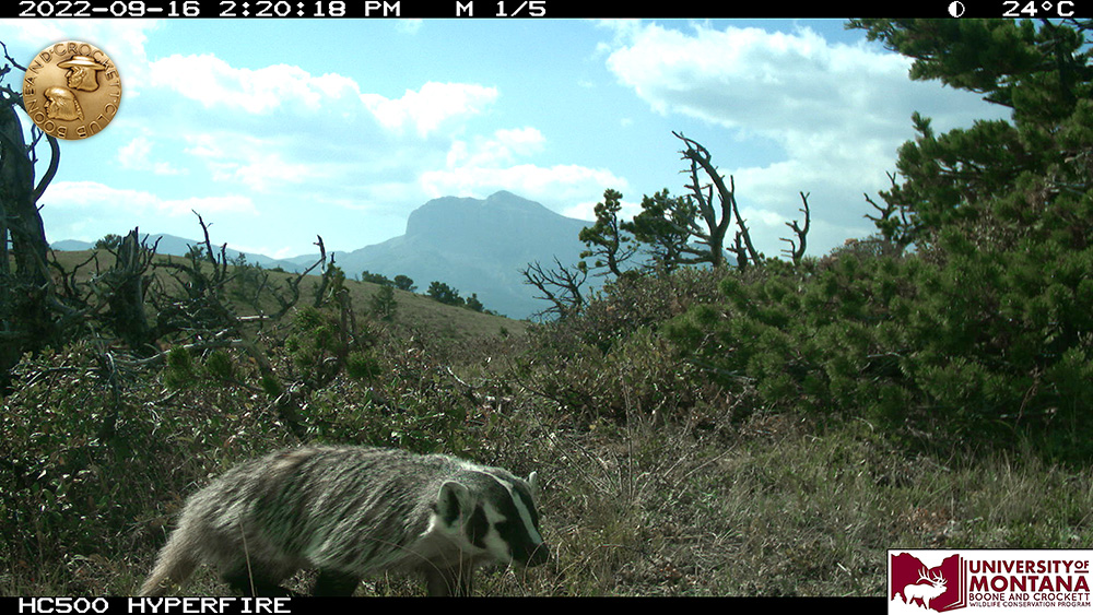 9-badger.jpg