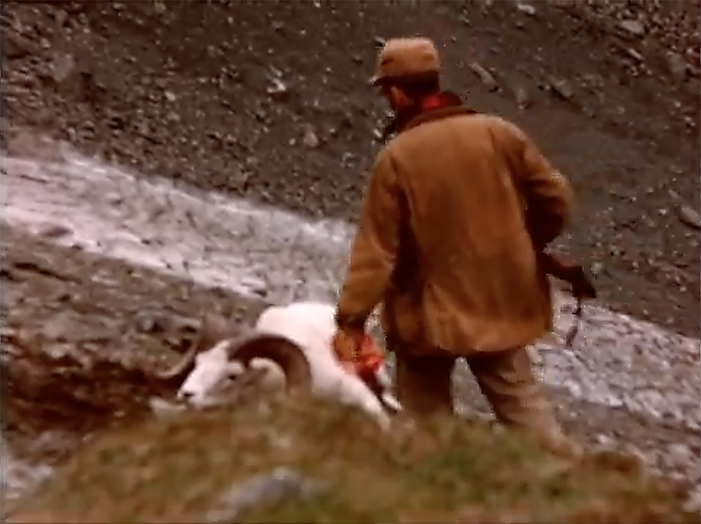 aa_frankcook-dallssheep-approach.jpg