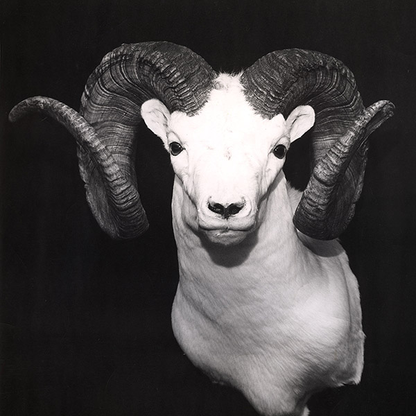 aa_frankcook-dallssheep-portrait.jpg