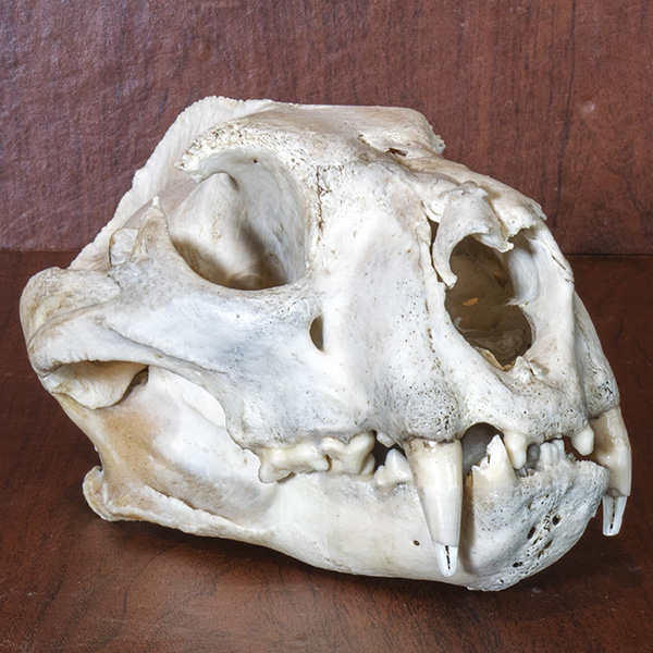 alfordcougar-audioadventure-thumbnail.jpg