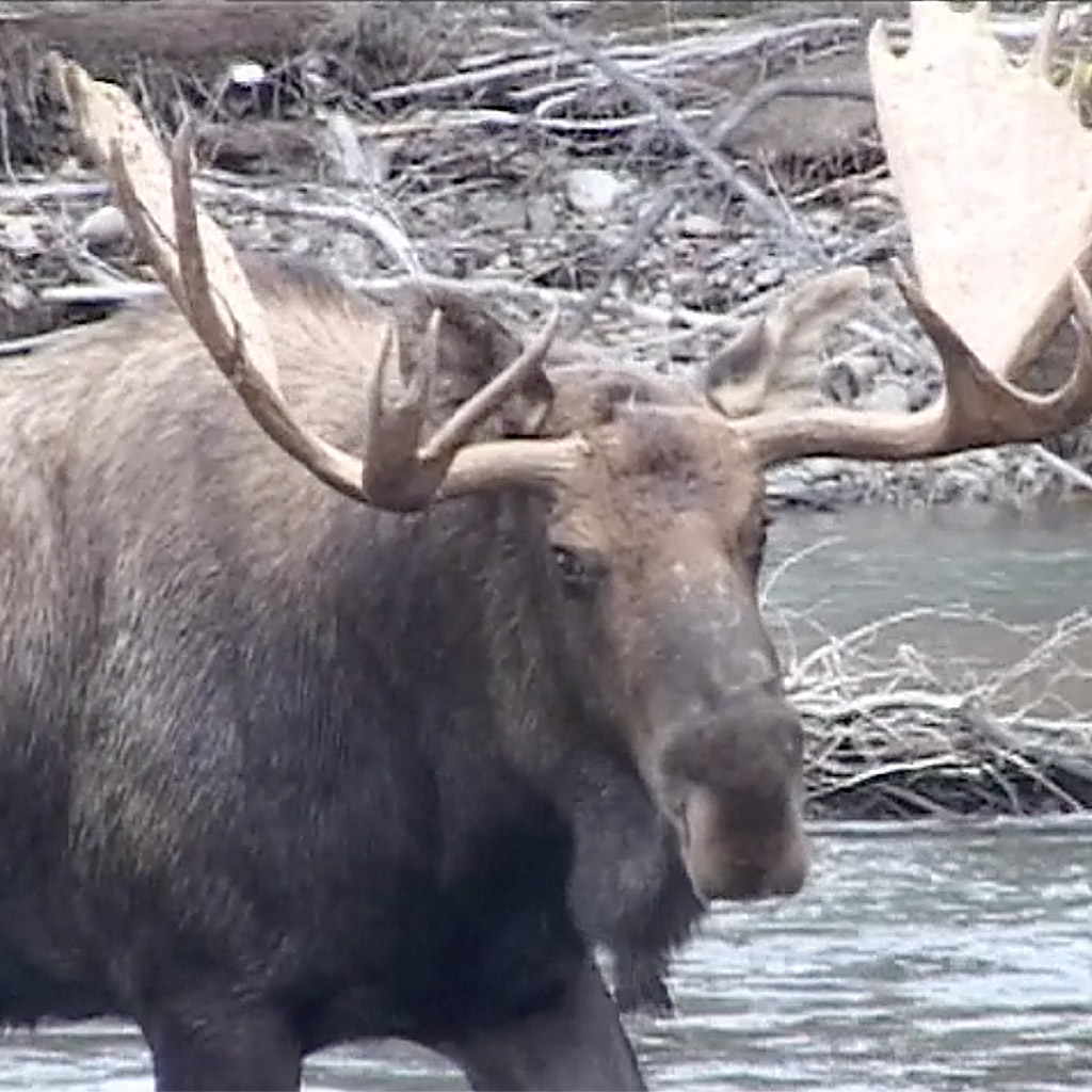 bgp-alaska-yukonmoose.jpg