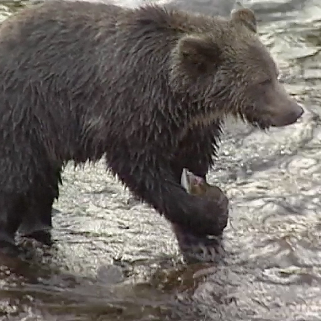 bgp-alaskabrownbear.jpg