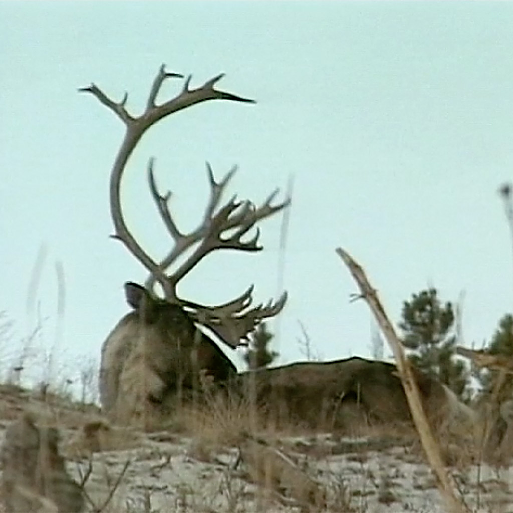 bgp-barrengroundcaribou.jpg