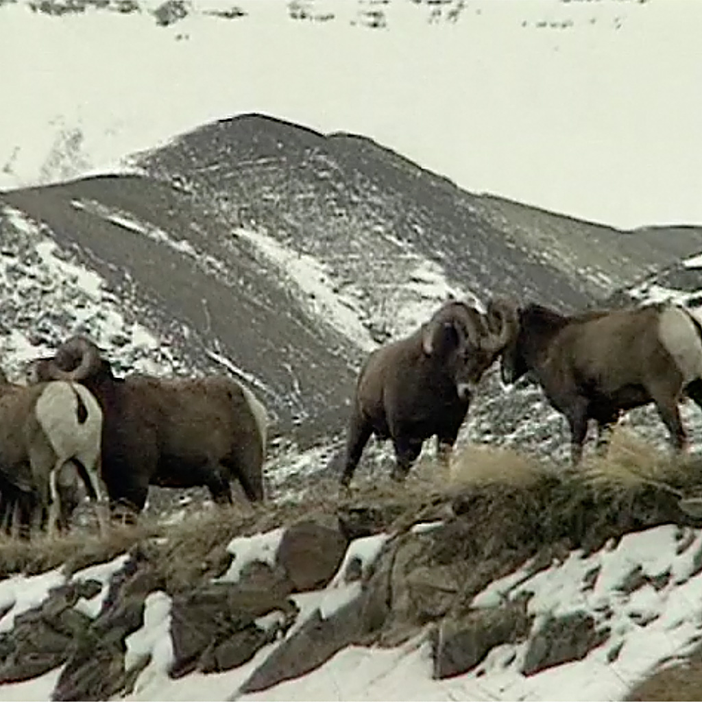 bgp-bighornsheep.jpg