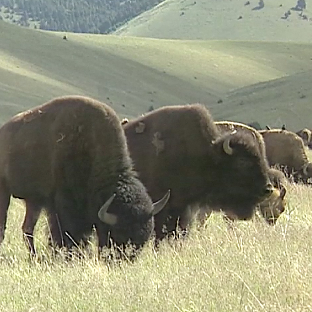 bgp-bison.jpg