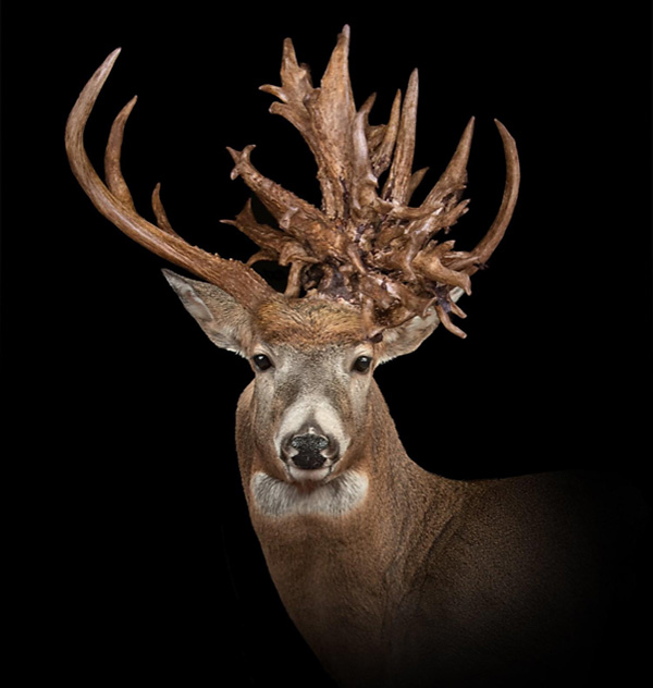 brianbutcher_portrait.jpg