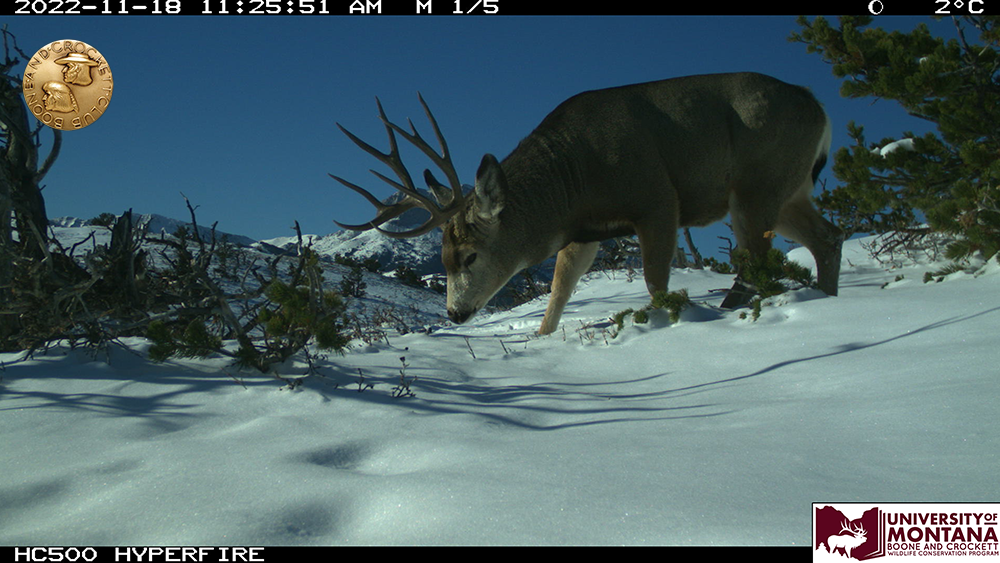 cc-10_muledeer.png