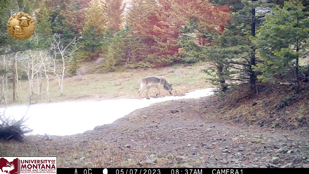 cc-10_wolfvid.png