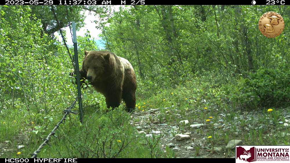 cc10-bearfence.png