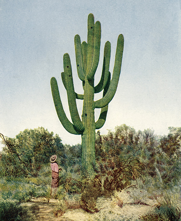 cfdl_15-cactus.jpg