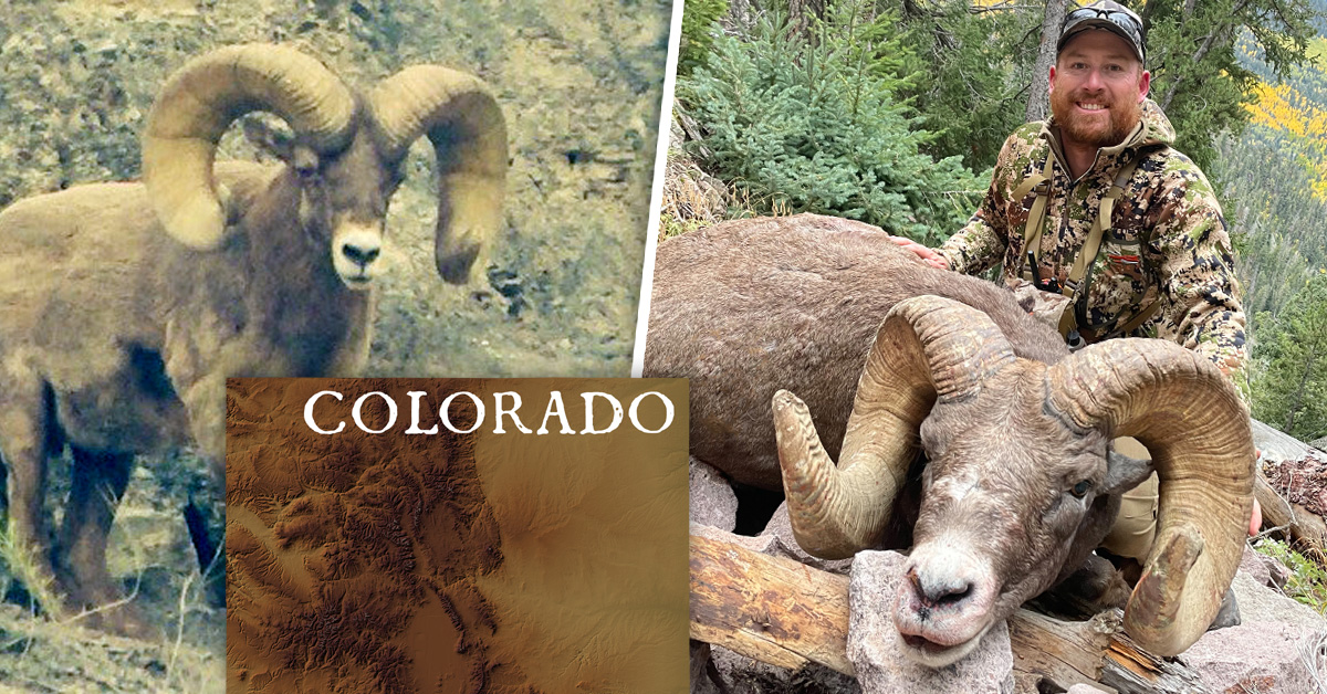 co-bighorns-header.jpg
