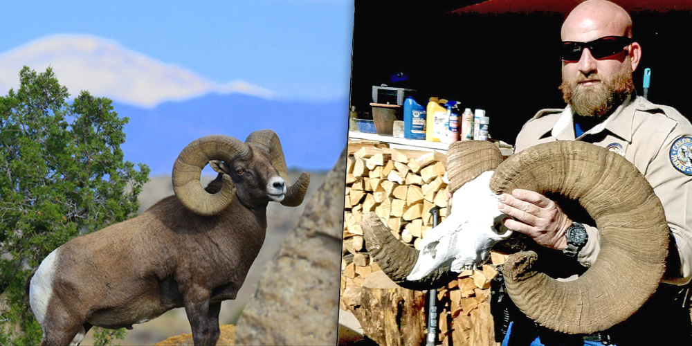 co-bighorns-pickup.jpg