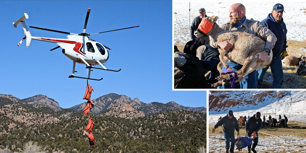 co-bighorns-restoration.jpg