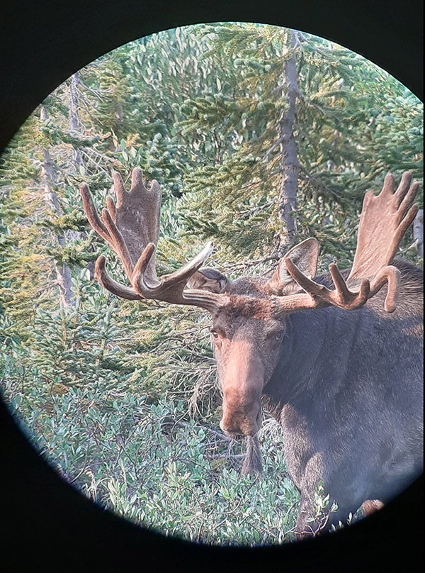 co-moose-litzelman-droptine.jpg