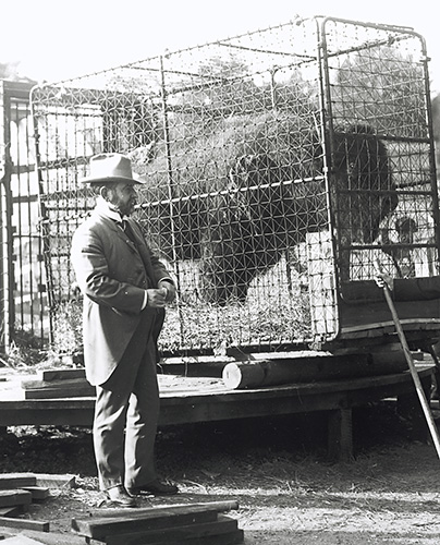 Dr. Hornaday with Bison
