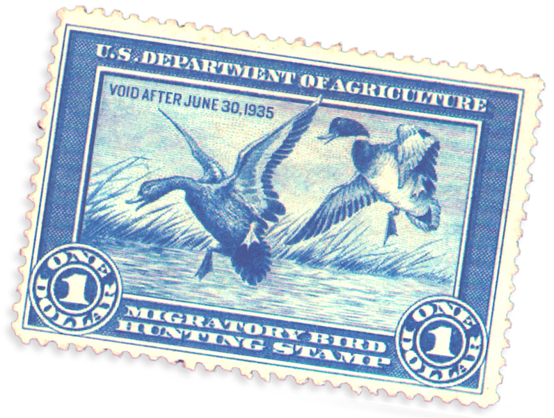 DarlingDuckStamp.jpg