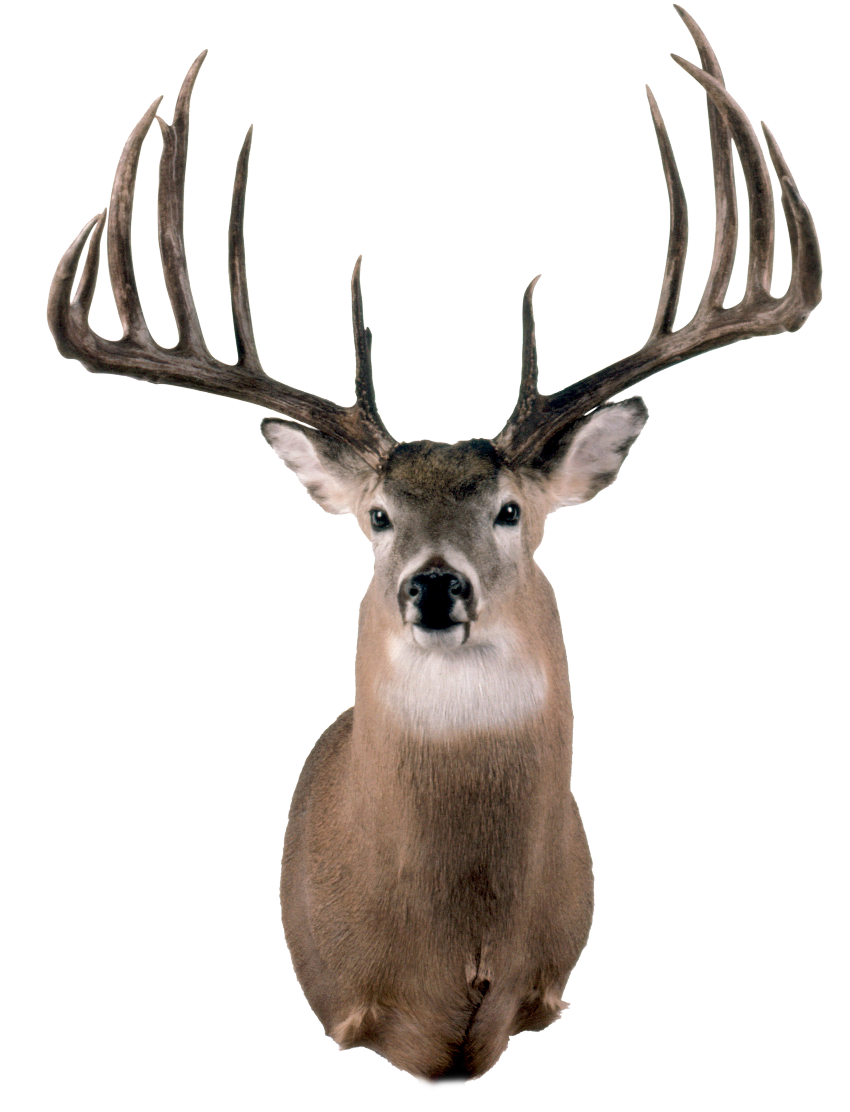 Milo N. Hanson's World Record Whitetail Deer - Typical antlers