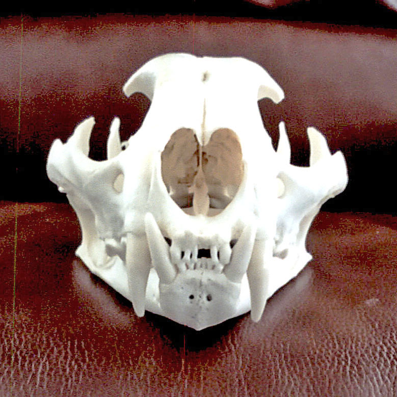 er-skullfront.jpg