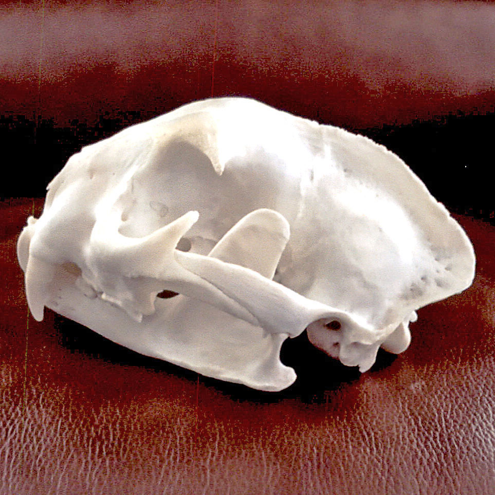 er-skullleft.jpg