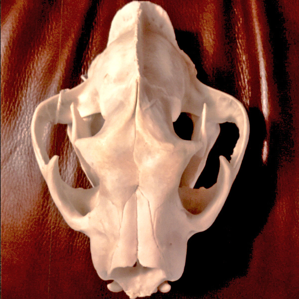 er-skulltop.jpg