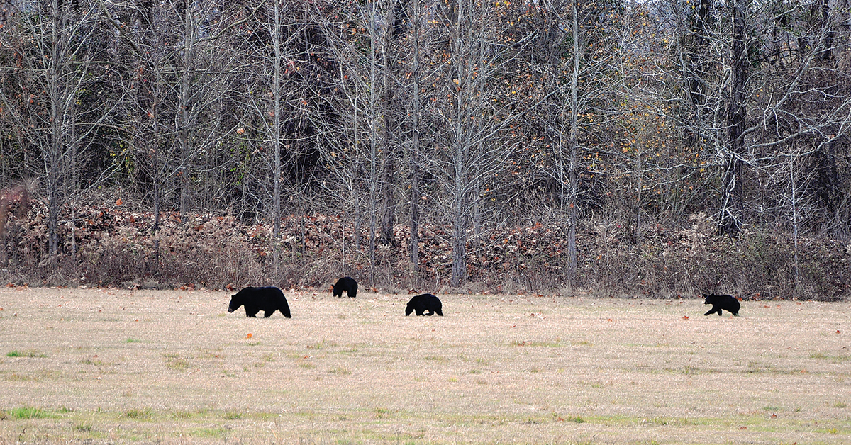 fcsu23_farmbill_bears.jpg