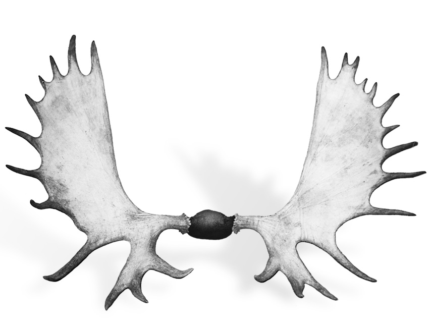 FJ-AKYKMoose-MIN.jpg